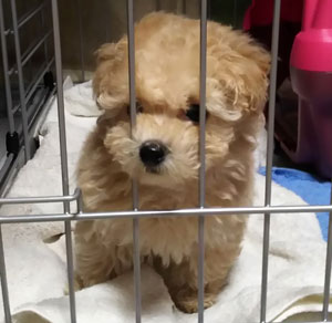 子犬写真