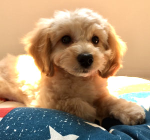 子犬写真
