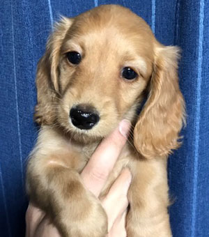 子犬写真