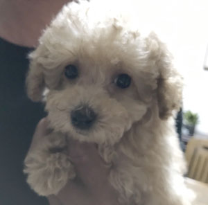 子犬写真