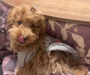 子犬写真