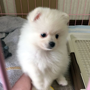 子犬写真