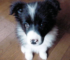 子犬写真