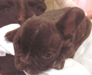 子犬写真