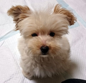 子犬写真