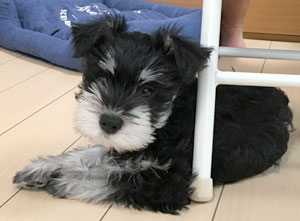 子犬写真
