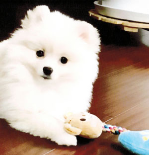 子犬写真