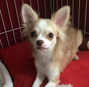 子犬写真