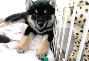 子犬写真