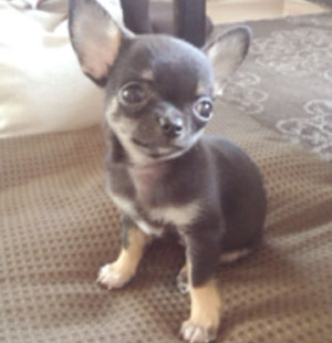 子犬写真