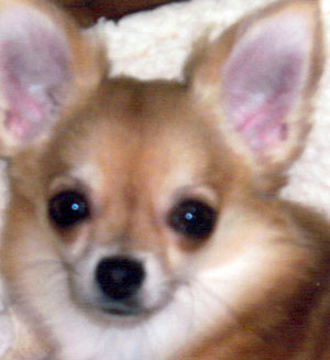 子犬写真