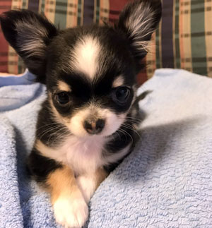子犬写真