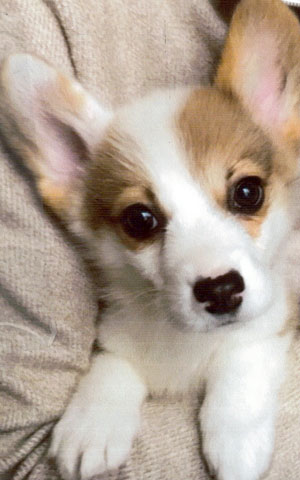 子犬写真