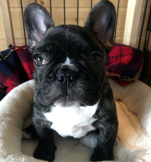 子犬写真