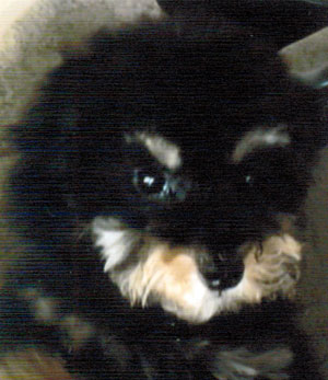 子犬写真