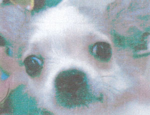 子犬写真