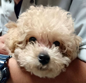 子犬写真
