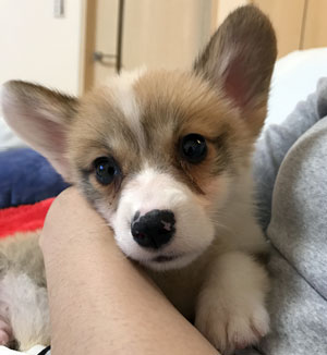 子犬写真