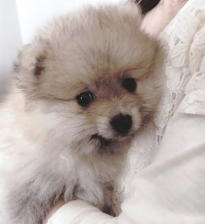 子犬写真