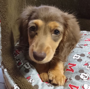 子犬写真