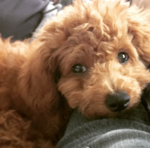子犬写真