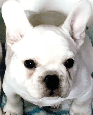 子犬写真