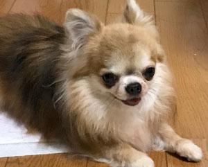 子犬写真