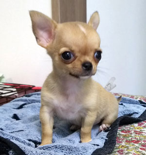 子犬写真