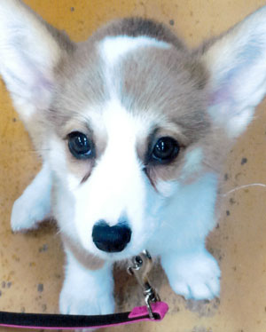 子犬写真