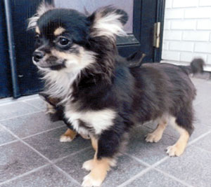 子犬写真