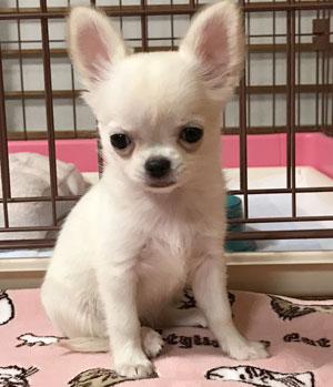子犬写真