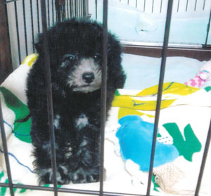 子犬写真