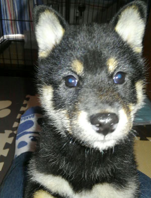 子犬写真