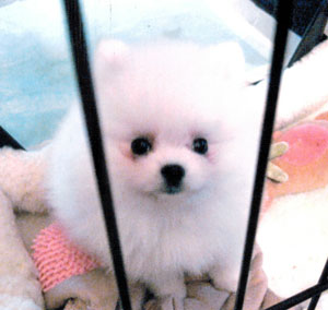 子犬写真