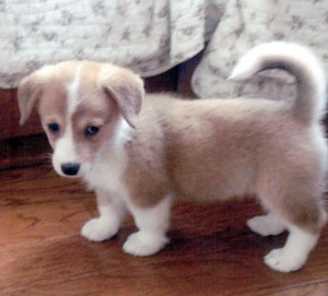 子犬写真