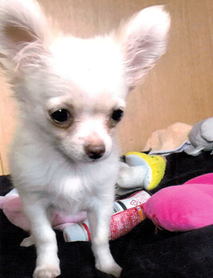 子犬写真