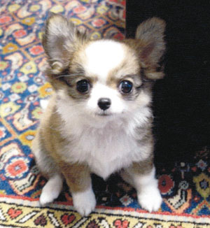 子犬写真