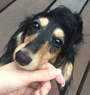 子犬写真
