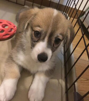 子犬写真