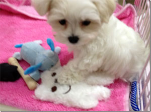 子犬写真