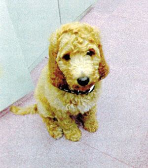 子犬写真