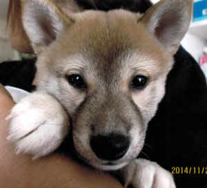 子犬写真