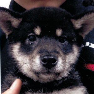 子犬写真
