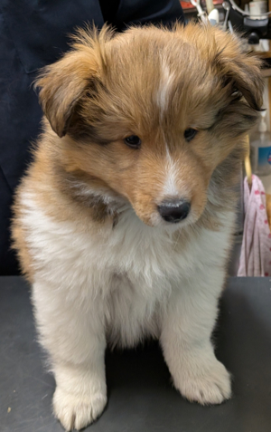 フレンチブルドッグ写真