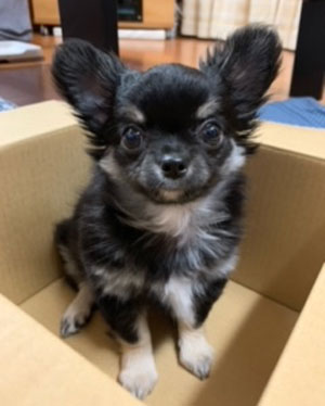 ミニチュアピンシャー写真