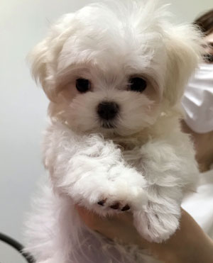 ミニチュアピンシャー写真