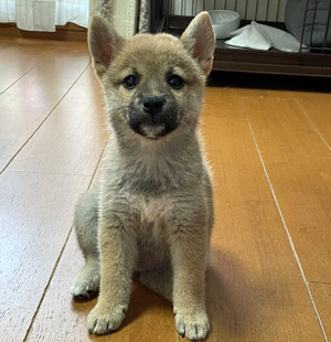 ミニチュアピンシャー写真