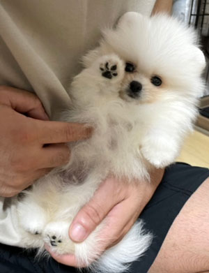 ミニチュアピンシャー写真
