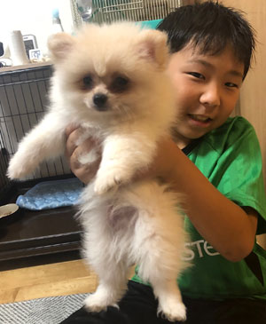 ミニチュアピンシャー写真
