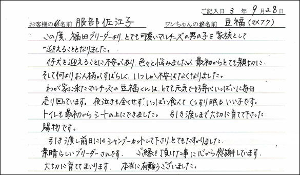 ミニチュアピンシャーお客様の声
